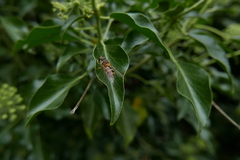 Epistrophe grossulariae