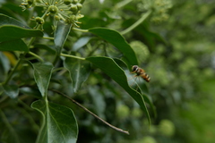 Epistrophe grossulariae