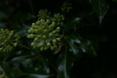 Epistrophe grossulariae