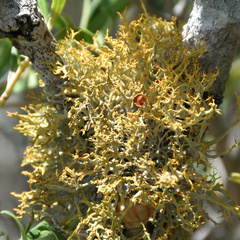 Teloschistes inflatus