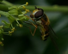 Epistrophe grossulariae