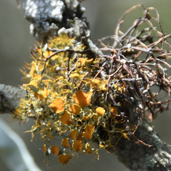 Teloschistes inflatus