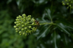 Epistrophe grossulariae