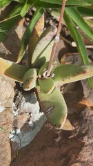 Crassula perfoliata