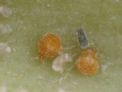 Baizongia pistaciae