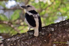 Lybius leucocephalus