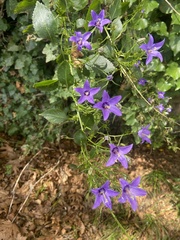 Campanula versicolor