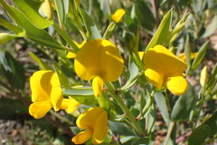 Rafnia racemosa