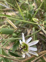 Passiflora cuneata