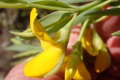 Rafnia racemosa