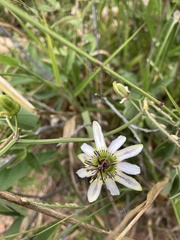 Passiflora cuneata