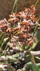 Crassula perfoliata
