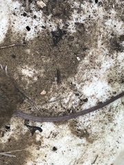 Peromyscus californicus