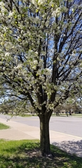 Pyrus