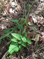 Aristolochia meridionalis
