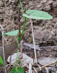 Aristolochia meridionalis