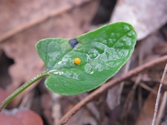 Aristolochia meridionalis