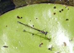 Austrocnemis maccullochi