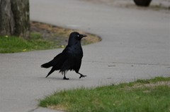Corvus tasmanicus