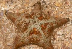 Anthenea sidneyensis