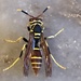 Caribbean Paper Wasp - Photo (c) lhaller, some rights reserved (CC BY-NC), uploaded by lhaller