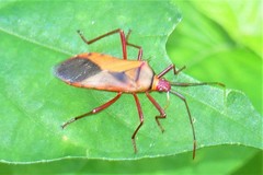 Plinachtus acicularis