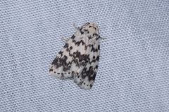Aemene taprobanis
