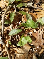 Erythronium americanum