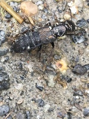 Philonthus splendens