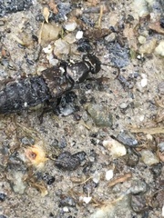 Philonthus splendens