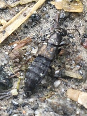 Philonthus splendens