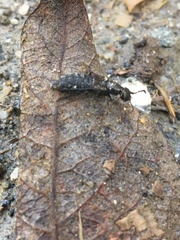 Philonthus splendens