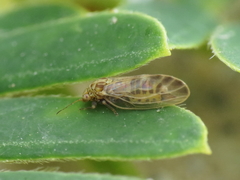Acizzia jamatonica