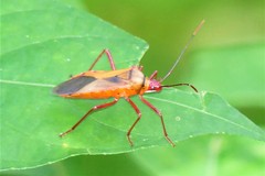 Plinachtus acicularis