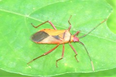 Plinachtus acicularis