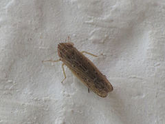 Arocephalus longiceps