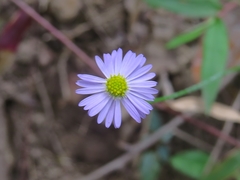 Brachyscome microcarpa