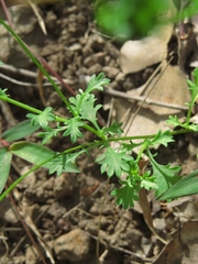 Brachyscome microcarpa