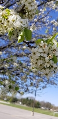 Pyrus