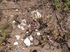 Zaluzianskya gracilis