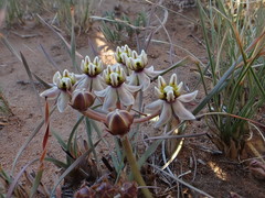 Asclepias multicaulis