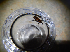 Rhabdoscelus obscurus