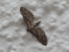 Eupithecia variostrigata