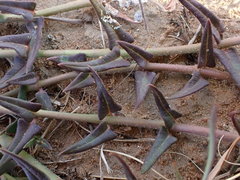 Asclepias multicaulis