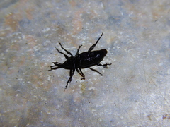 Rhabdoscelus obscurus