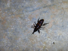 Rhabdoscelus obscurus