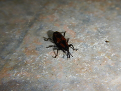 Rhabdoscelus obscurus