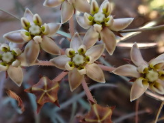 Asclepias multicaulis