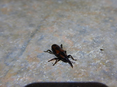 Rhabdoscelus obscurus