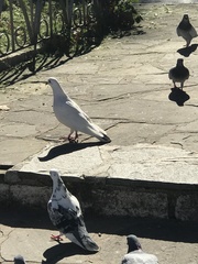 Columba livia domestica